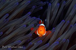 Anemonefish in blue tinged anemone. Shot at Pulisan North... by Dr Bob Whorton 